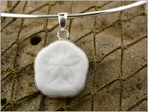 sanddollar78PU034691chickeeboom